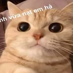 Meme là gì? Các loại Meme kinh điển trên mạng xã hội 1